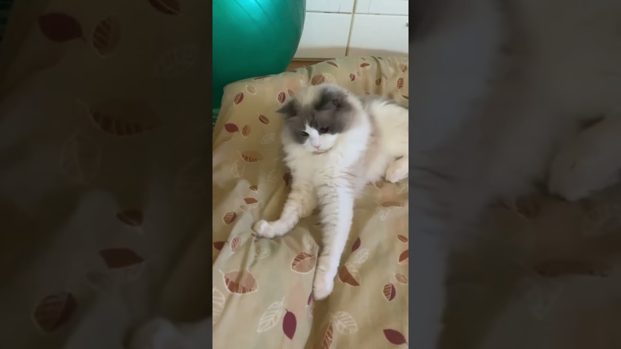起きたくないラグドール そして覚醒 #ragdoll#もふもふ#朝寝坊#猫動画#かわいい猫#ぬいぐるみ猫#癒し@minamin.ch.2022