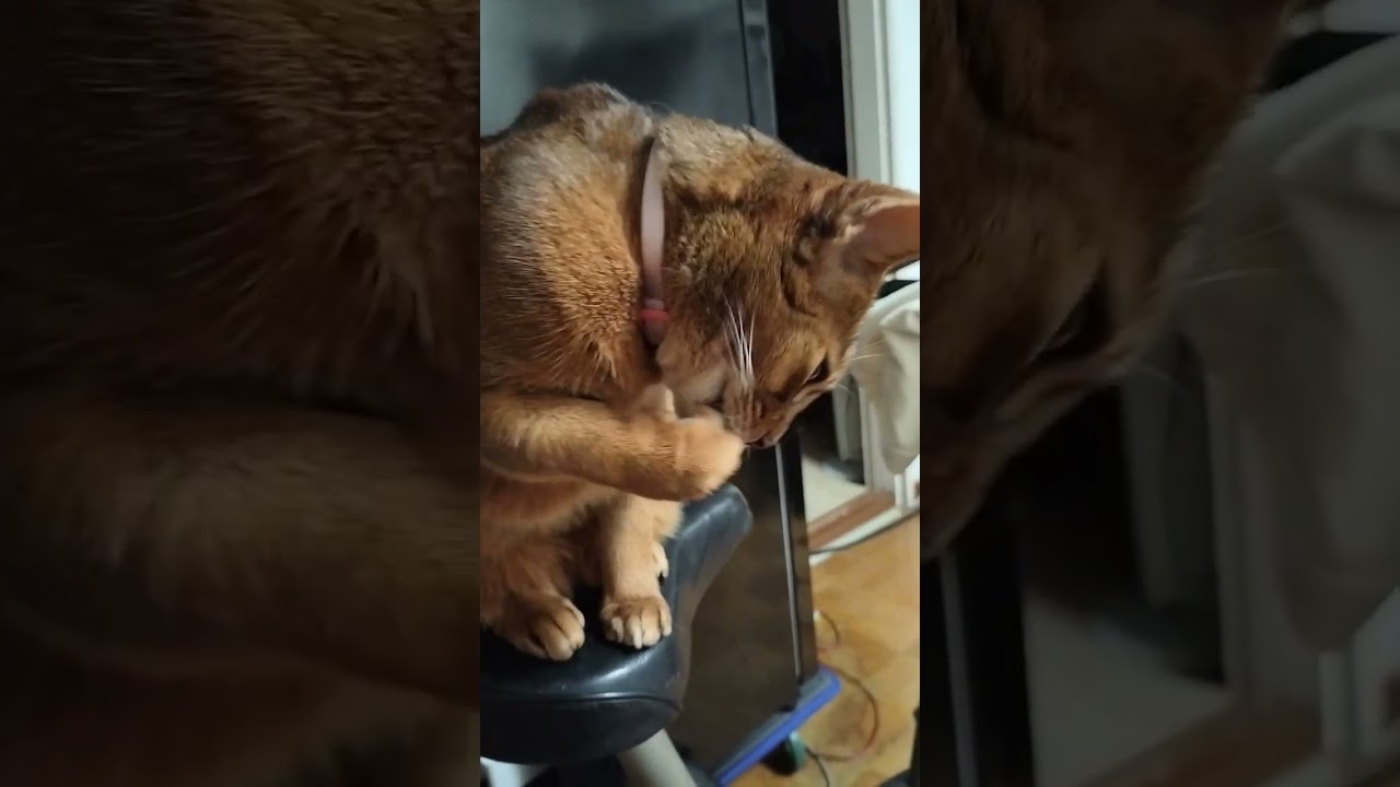 ネコ動画あび＃375　#shorts　あびの毎日　アビシニアン　あび
