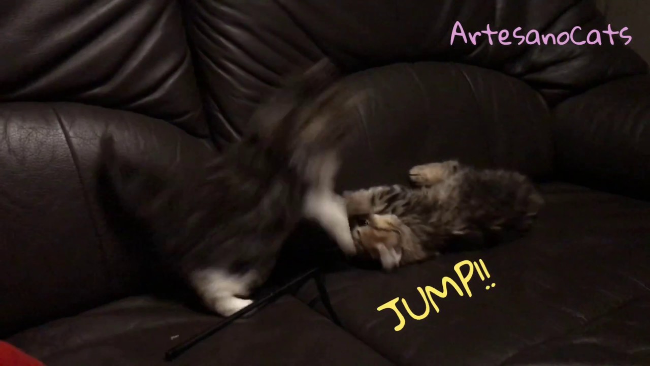 キンカロー(マンチカン×アメリカンカール) 子猫 子猫の遊び方
