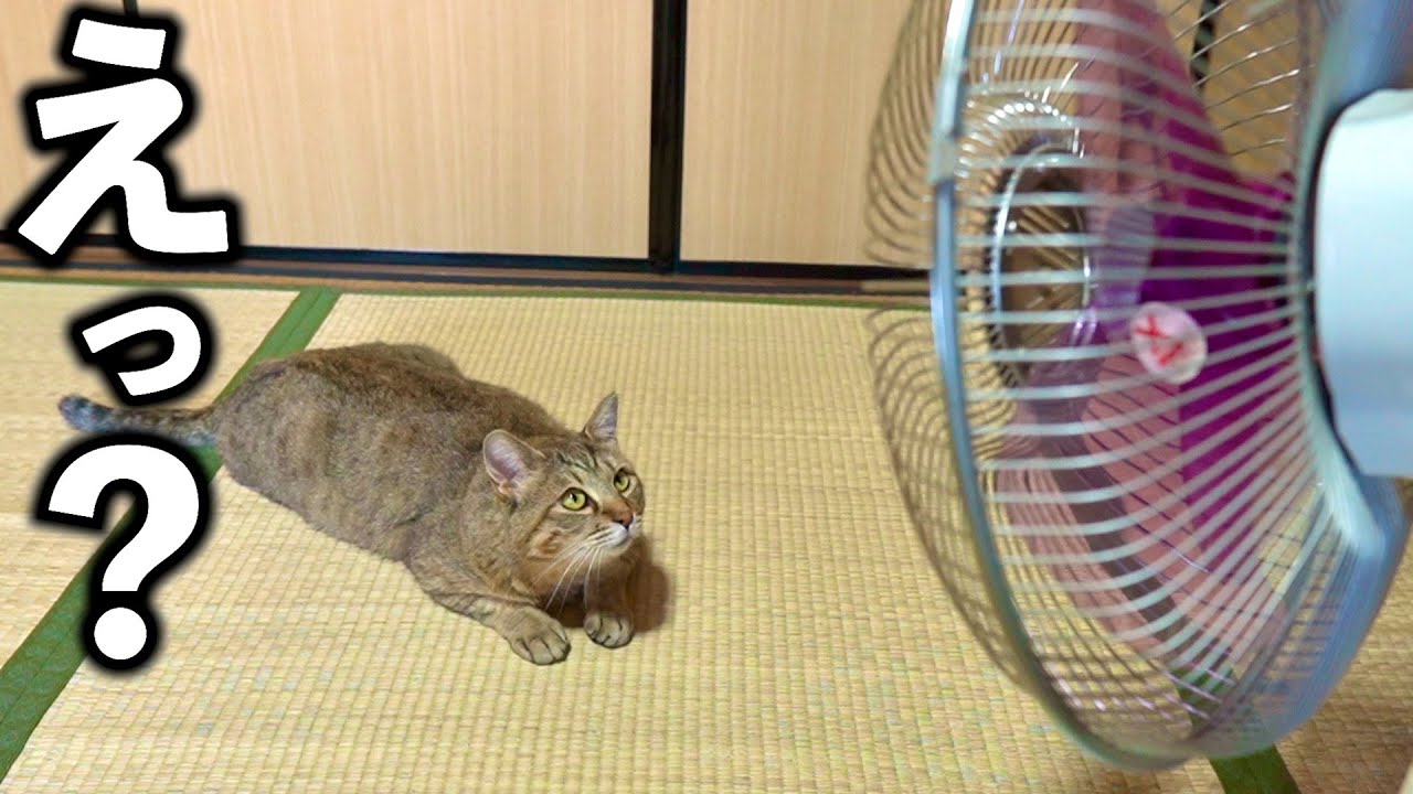 元野良猫に初めて扇風機をあげた瞬間…反応が可愛すぎる【庭に住みついた野良猫を家猫へ】