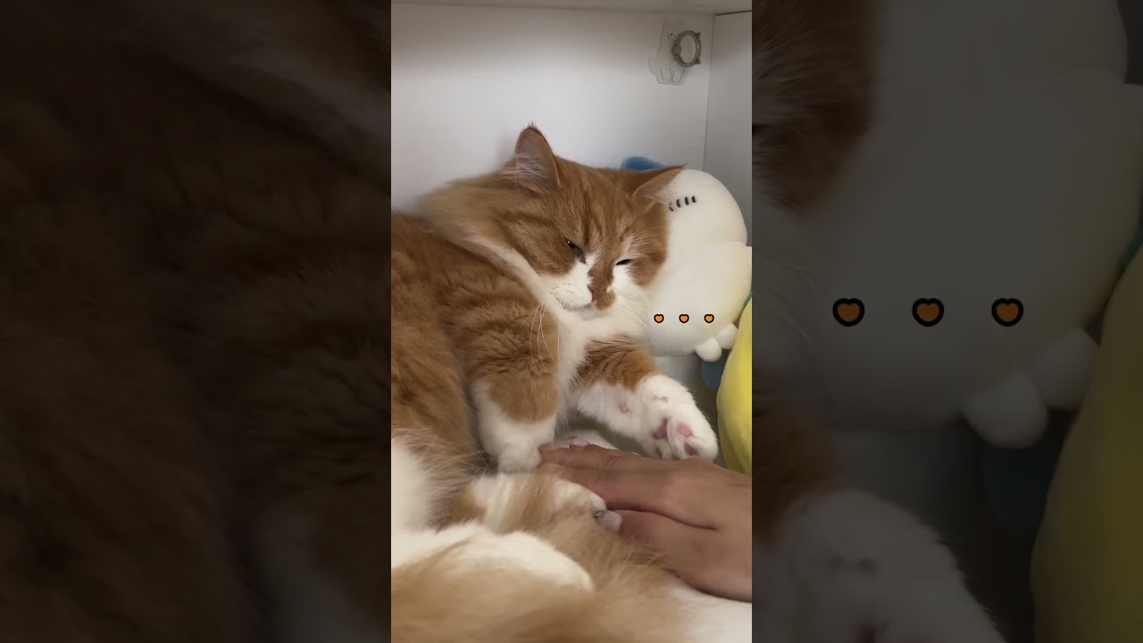 怒りながらも主に付き合ってくれる猫 #shorts #猫 #マンチカン #短足マンチカン #cat #munchkin