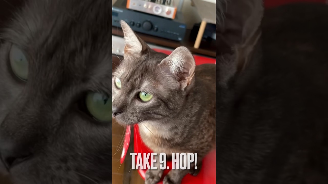 毎日元気にゃ#ぴょんぴょん#跳ねる #エジプシャンマウ #playingcat #shorts