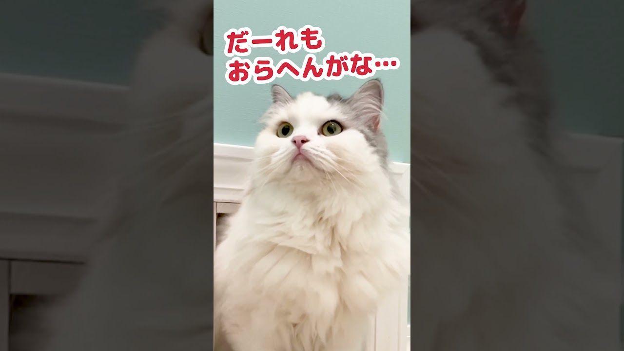 密室に監視カメラを置いて猫を盗撮してみた #Shorts