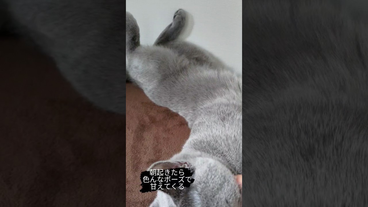 甘えん坊ポーズを極めた猫のシャルトリュー