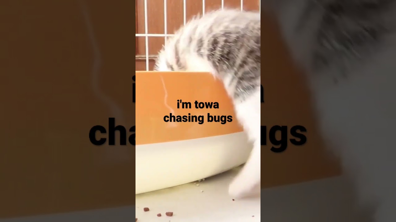 子猫のトワ、父の出張でお留守番② ハエを追う #保護猫 #子猫 #kitten #towa #きじしろ #トワ