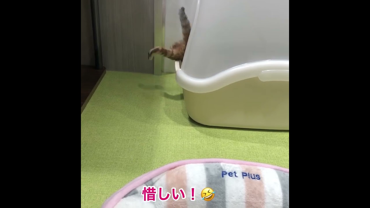 かわいい鬼ごっこのかわいい結末 #shorts #子猫 #ベンガル猫