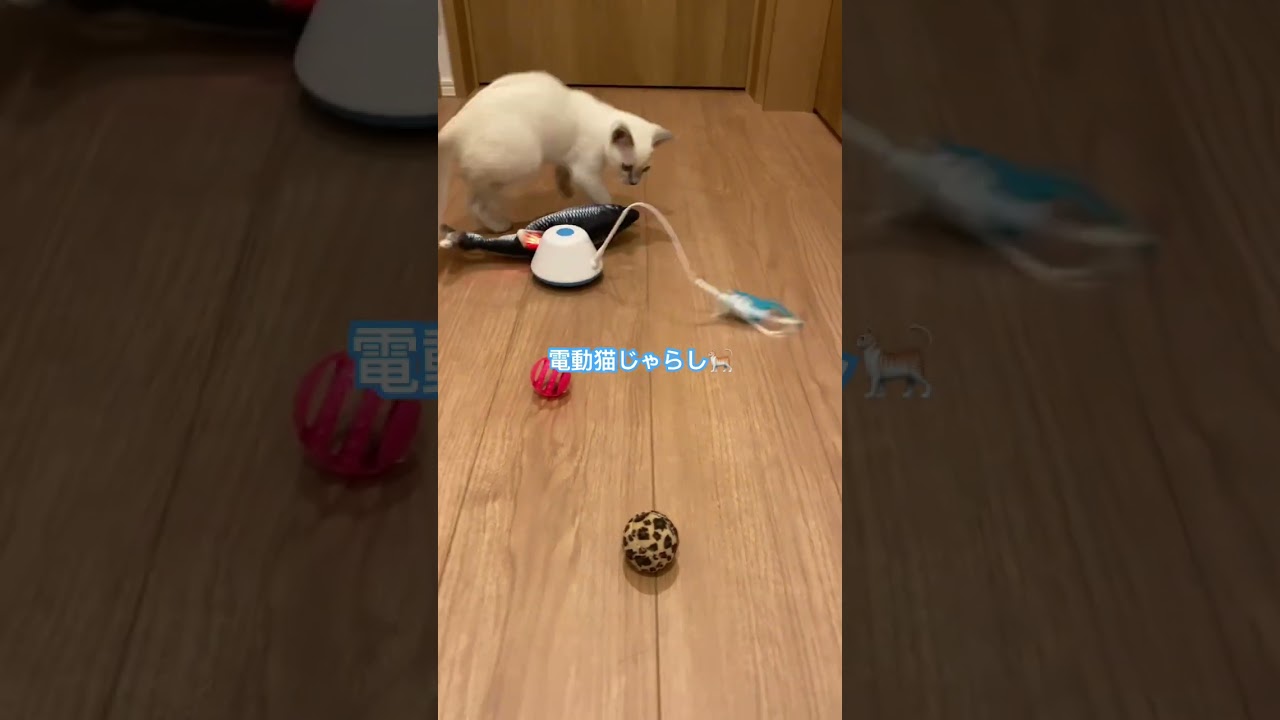 #トンキニーズ #子猫 #電動猫じゃらし    結果…。