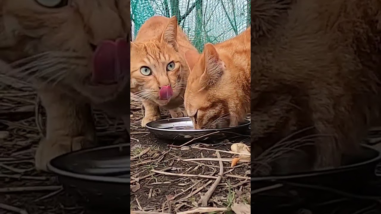 茶猫たちが美味しそうに全部食べた。The brown cats ate everything deliciously.  Vol.531