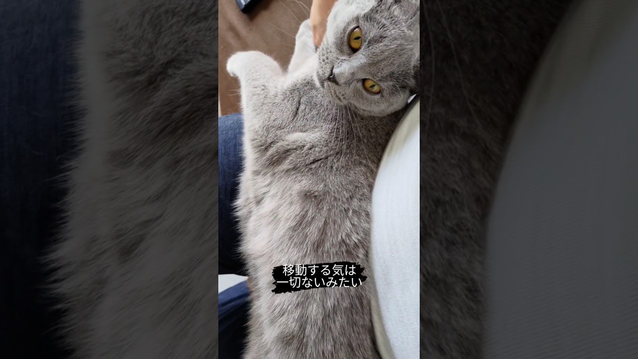 出かけるのを察してくる阻止する猫のシャルトリュー