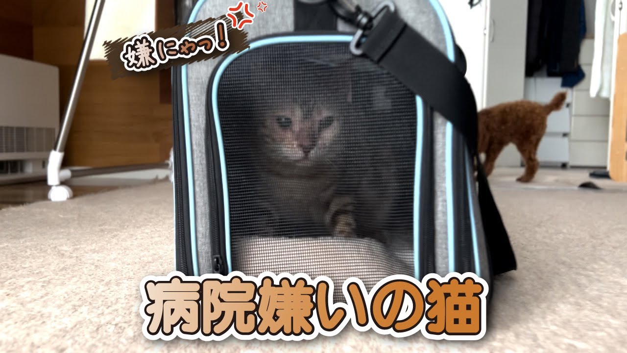 【スノーベンガル猫とトイプードル】病院嫌いの愛猫を病院に連れて行きました