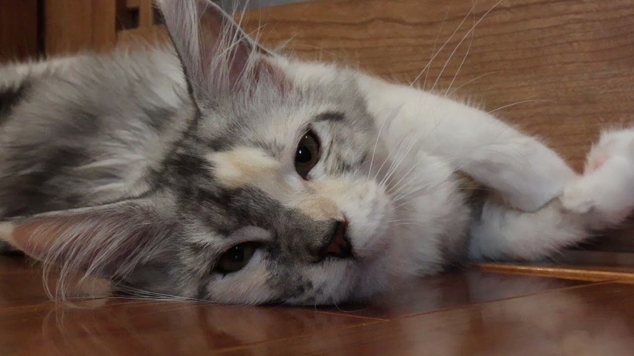 メインクーンの子猫アナちゃんとエルサちゃん