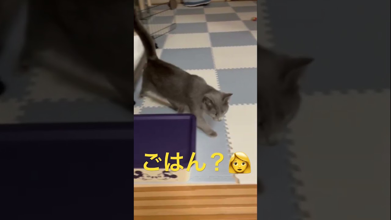 ママのご飯コールに超絶大喜びな猫（ロシアンブルー）#shorts