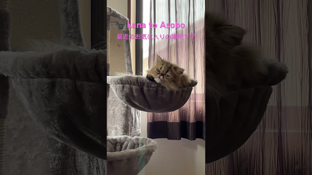 おっきなあくびをするペルシャ猫　#ペルシャ子猫 #cat