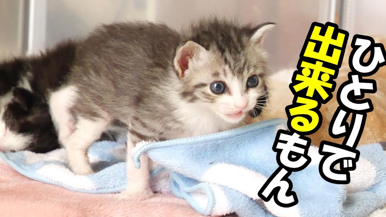 ひとりでトイレに行けるようになった子猫【赤ちゃん猫　保護猫】