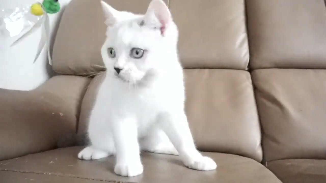 ブリティッシュショートヘアー子猫　British Shorthair　2023.1.8産まれ　シールポイント　男の子　シーダキャット猫のお店