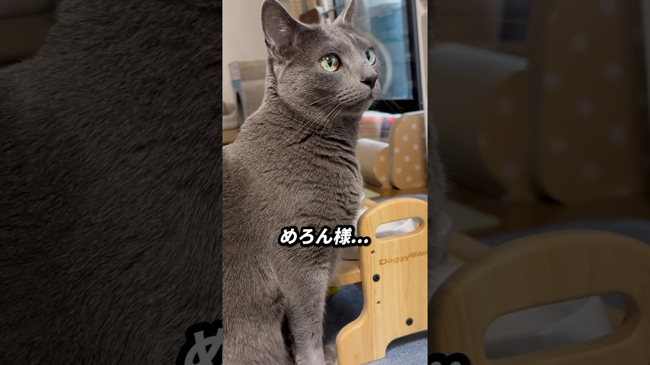【ロシアンブルー】夕方、雷ゴロゴロ...めろん雷苦手😂警戒してます🥺【猫】#shorts