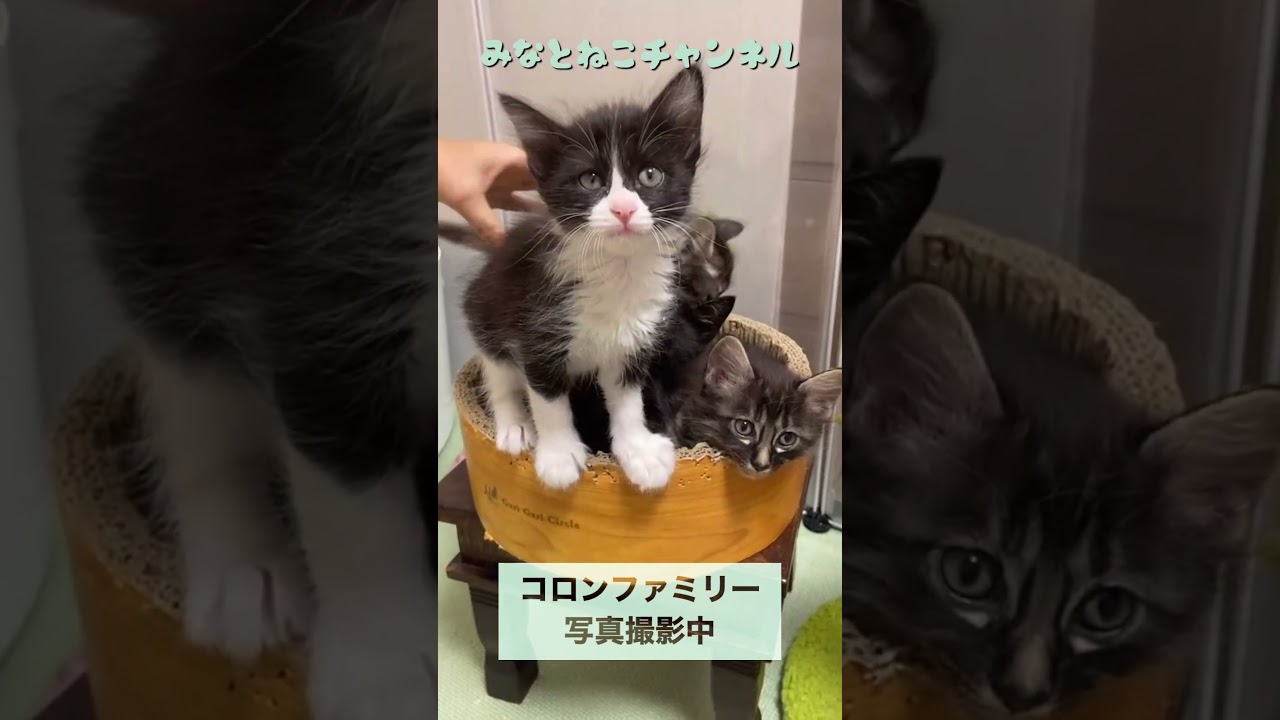 子猫の撮影は大変！コロンファミリー撮影中！