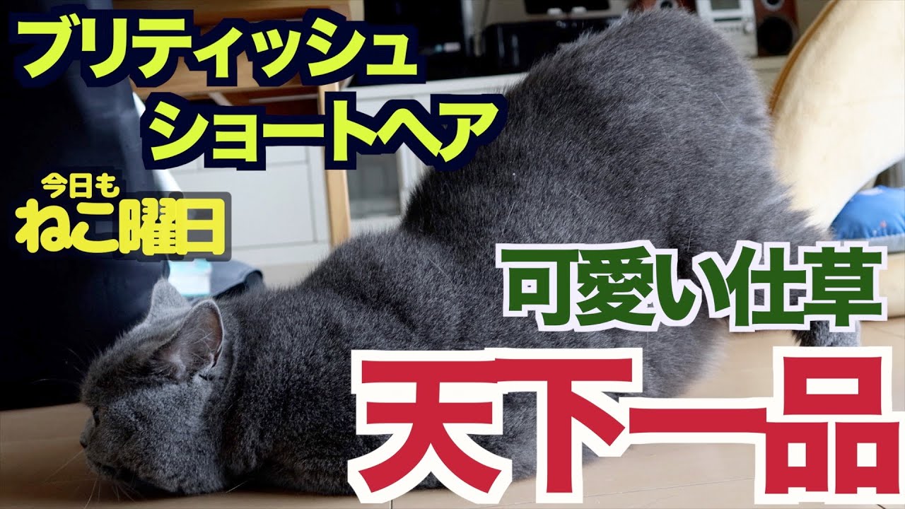 【ブリティッシュショートヘア】可愛らしさが天下一品なんです！