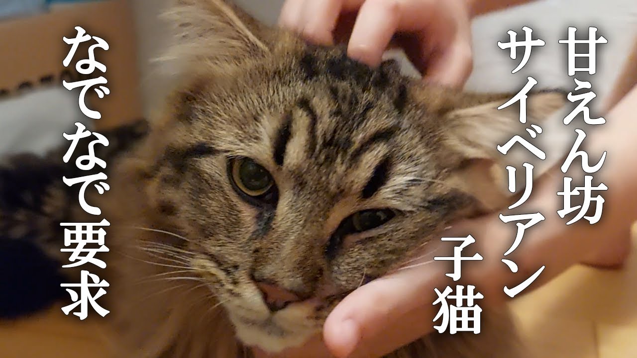 洗面台の下のサイベリアン子猫のなでなで要求が可愛すぎる！　こんなのエンドレスや…