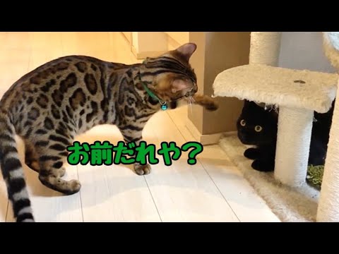初リビングにベンガル達からの洗礼を受ける新参猫ナナ