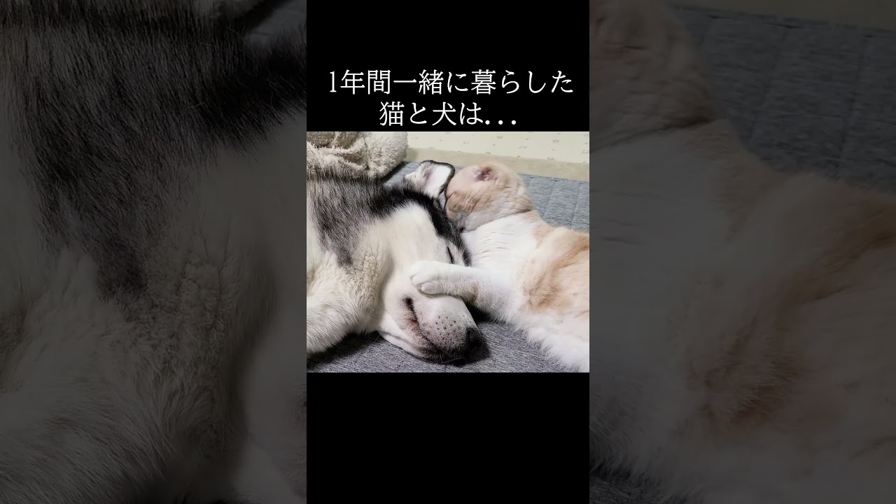 自分は犬だと思ってる猫がこちら...#shorts