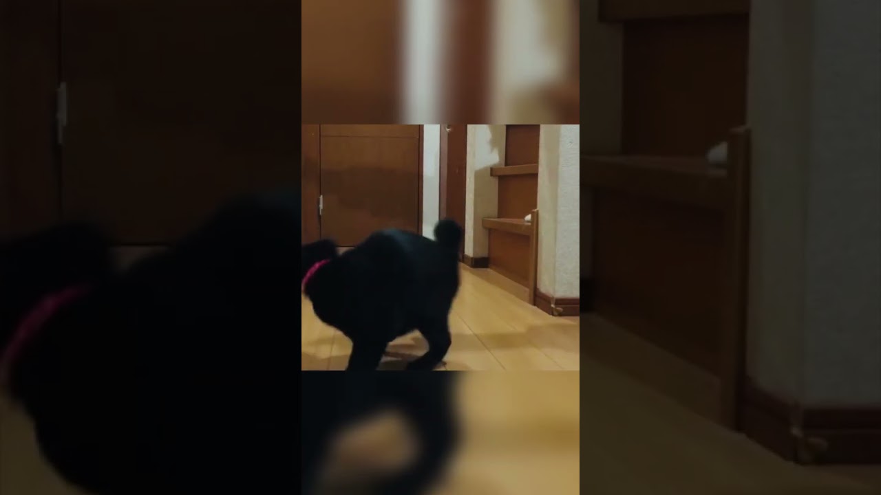 影遊びがマイブームな猫 【ちー】#日本猫 #japanesecat #黒猫 #cat #shorts