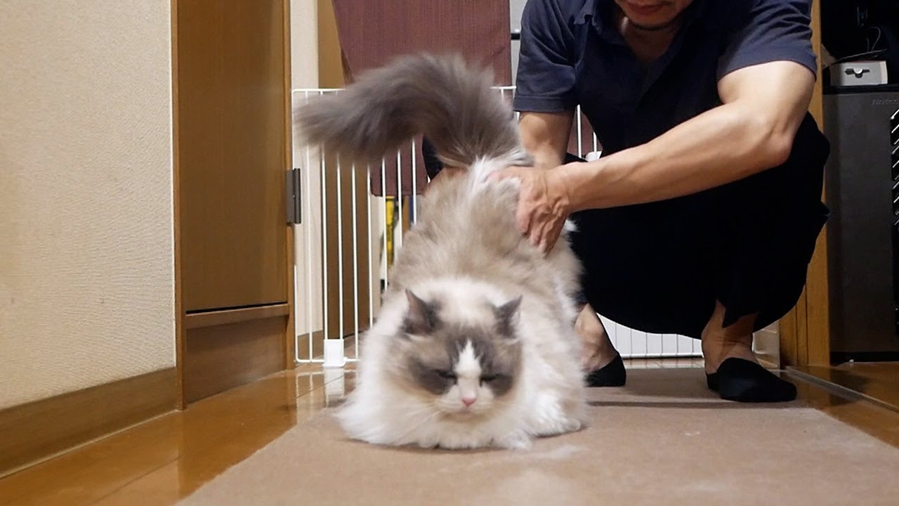 🛀このあとお風呂に強制連行されちゃうラグドールがこちらです。笑