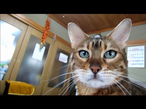 父が面倒をみたらネコがピカピカに