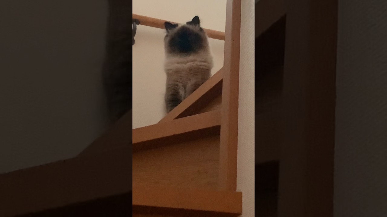 ？？ #猫 #日常 #ヒマラヤン #shorts