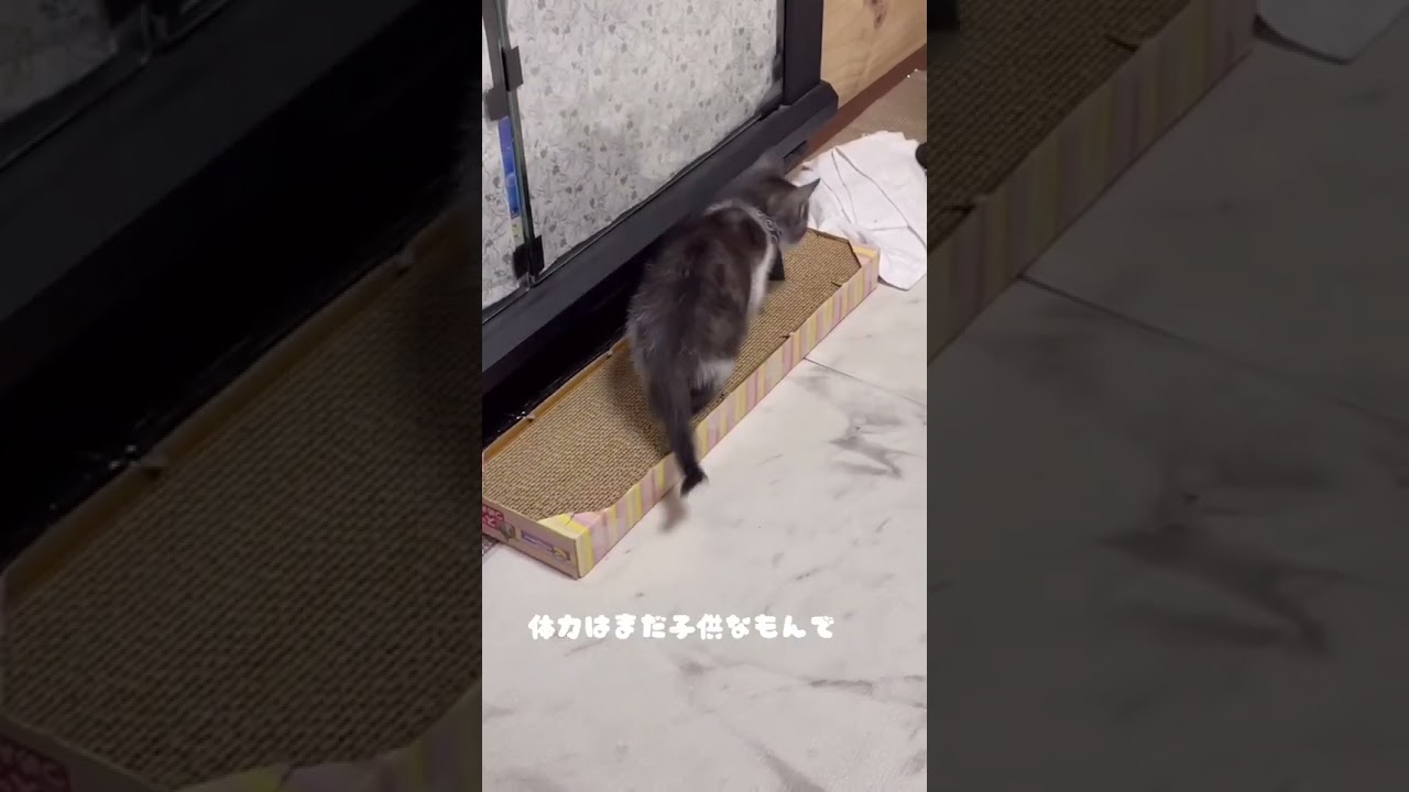 生後1ヵ月の猫のが必死に研いで力尽きて寝ちゃう姿がかわいい【猫のちゅうた】#shorts