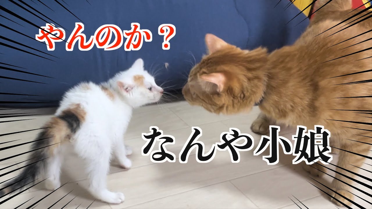 初めて「やんのかステップ」で突撃する子猫が勇敢すぎたw