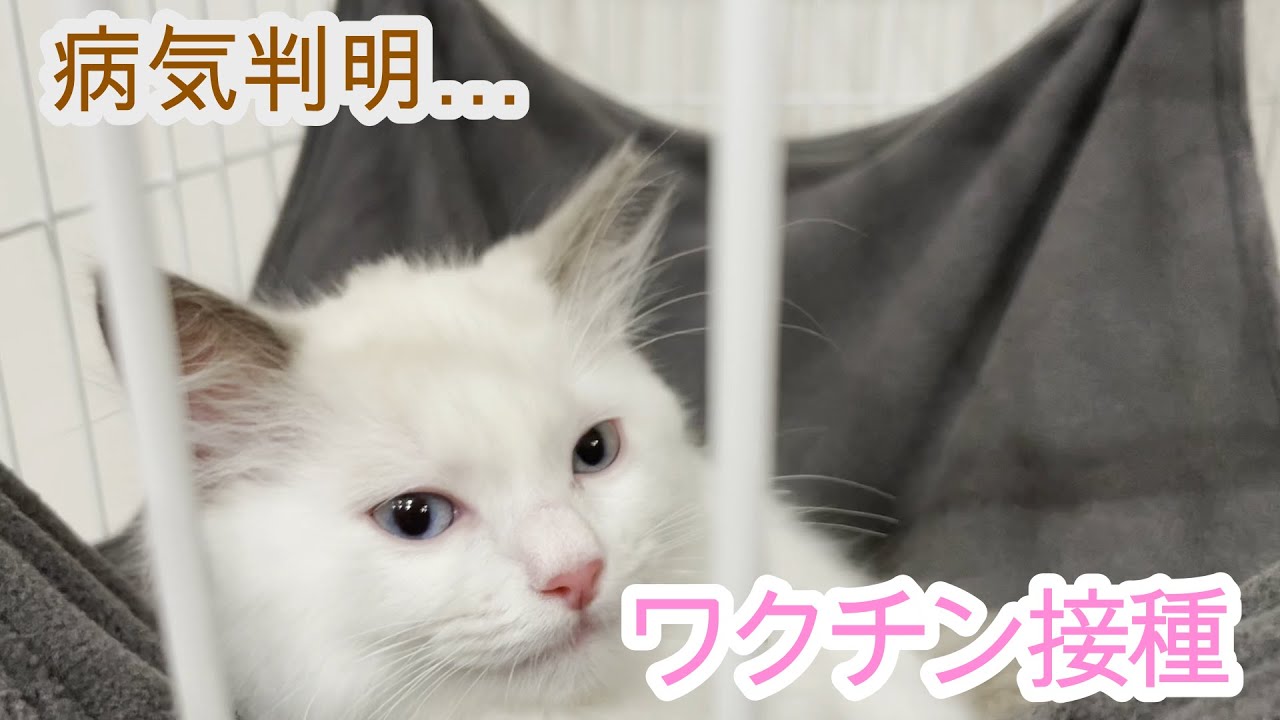 猫カビと診断されました…【ラグドール】【子猫】