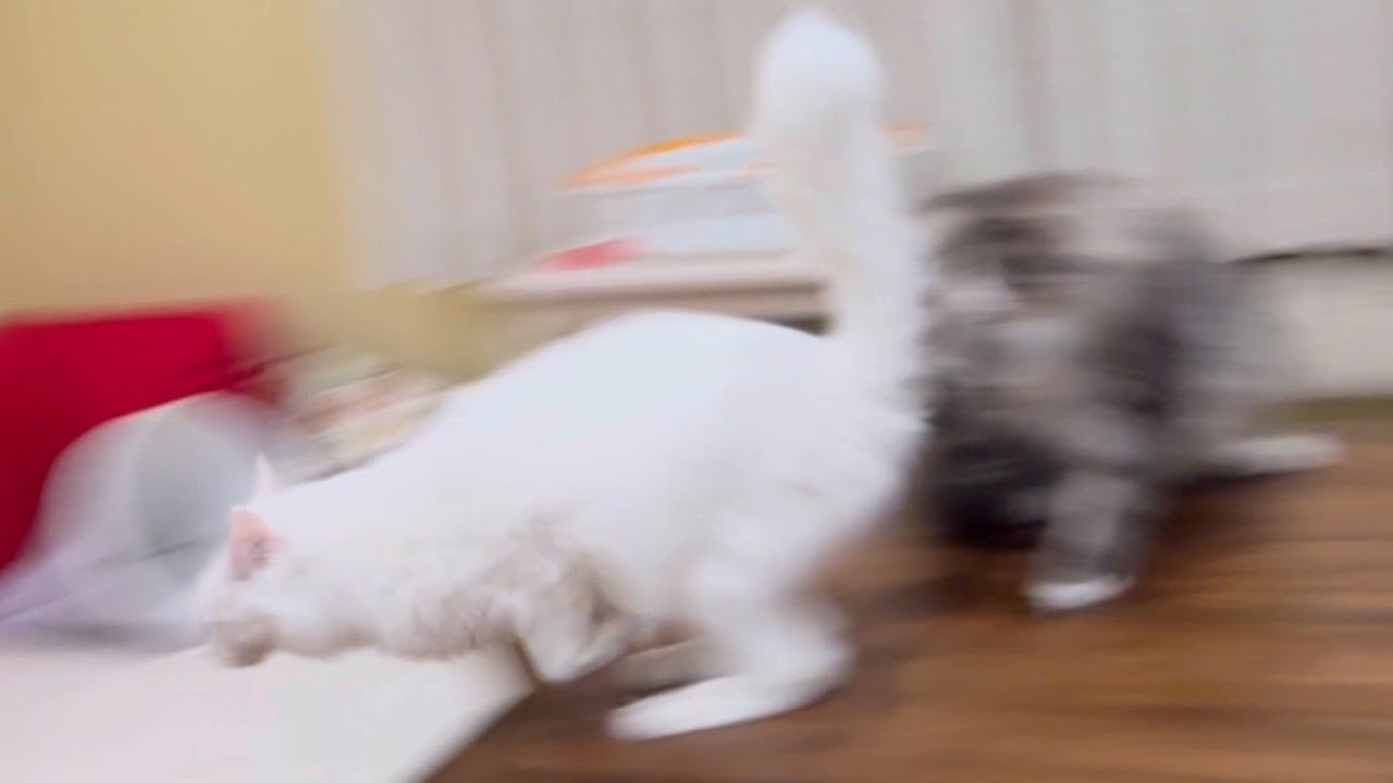 【速すぎる⚡️】超超超ハイテンションなターキッシュアンゴラwww