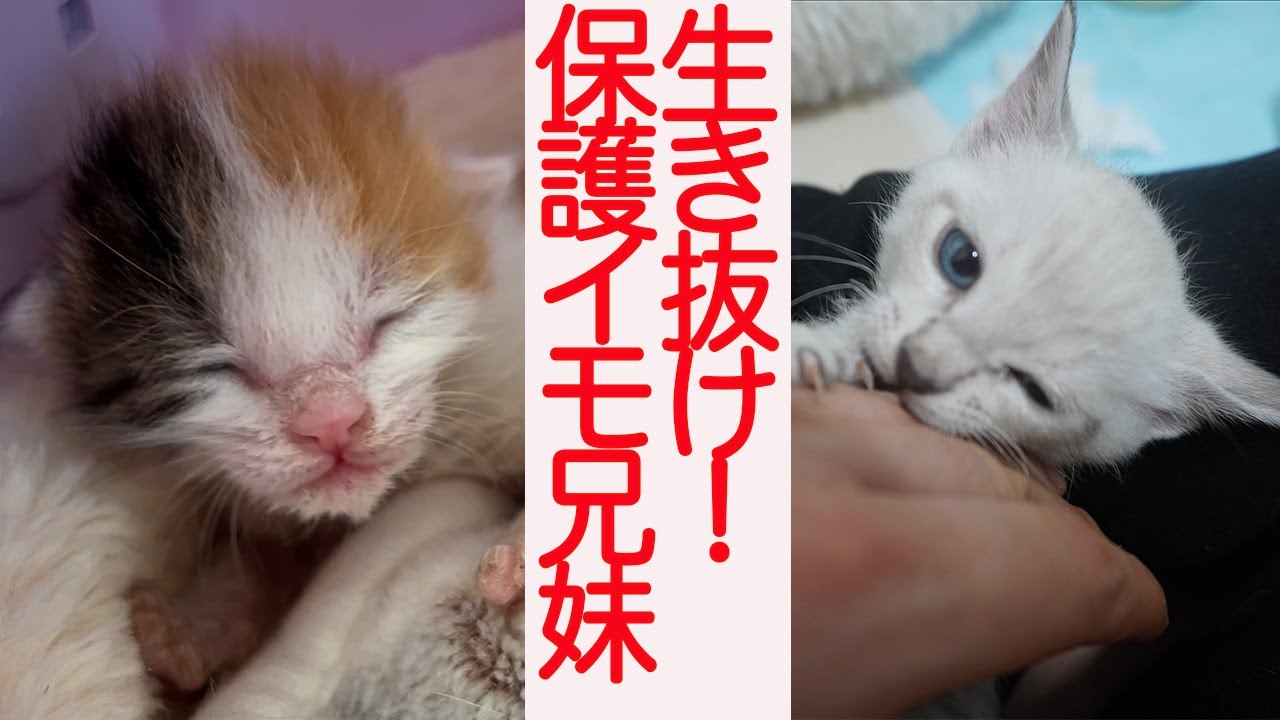 【子猫】生き抜き育て！保護イモ兄妹 The Taro kitten siblings