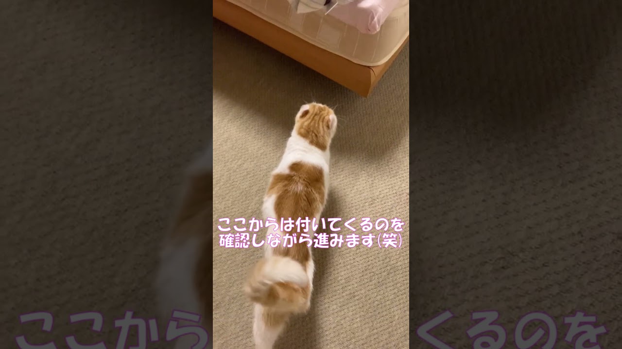 おやすみって言うと起きる猫 #shorts  #猫 #アメリカンカール #cat