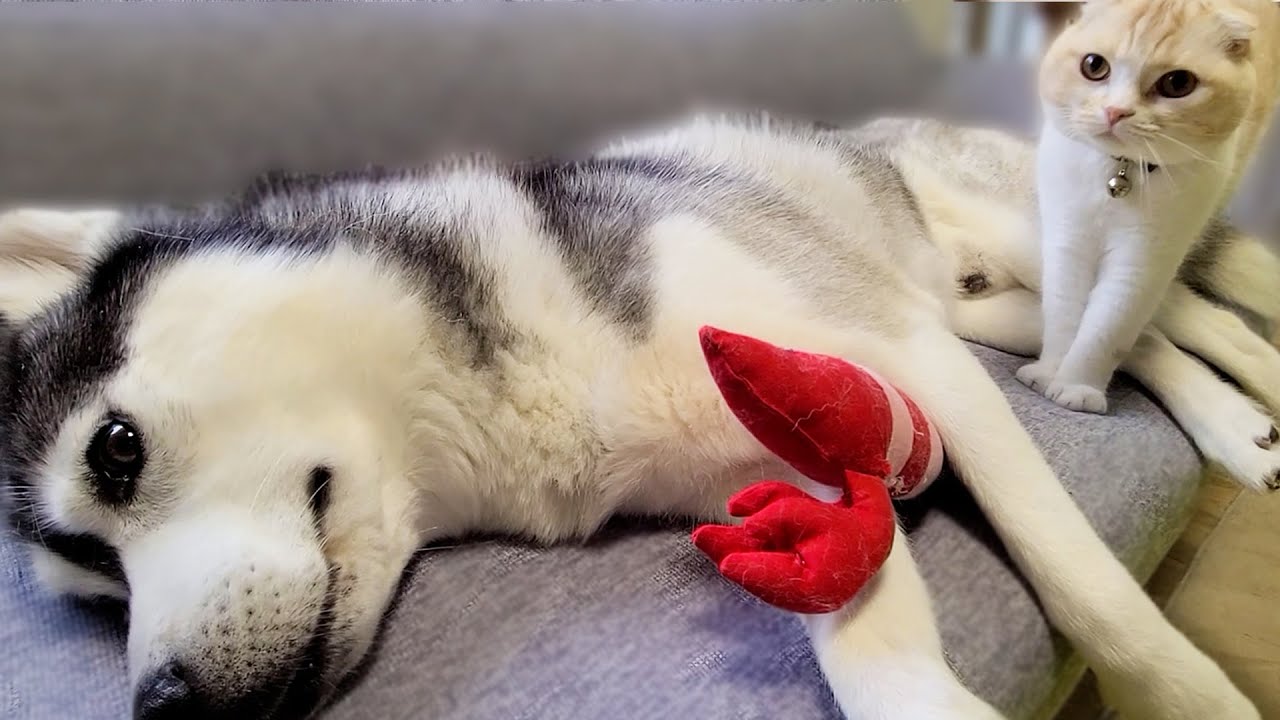 猫が一緒に寝てくれないので浮気した結果こうなった...