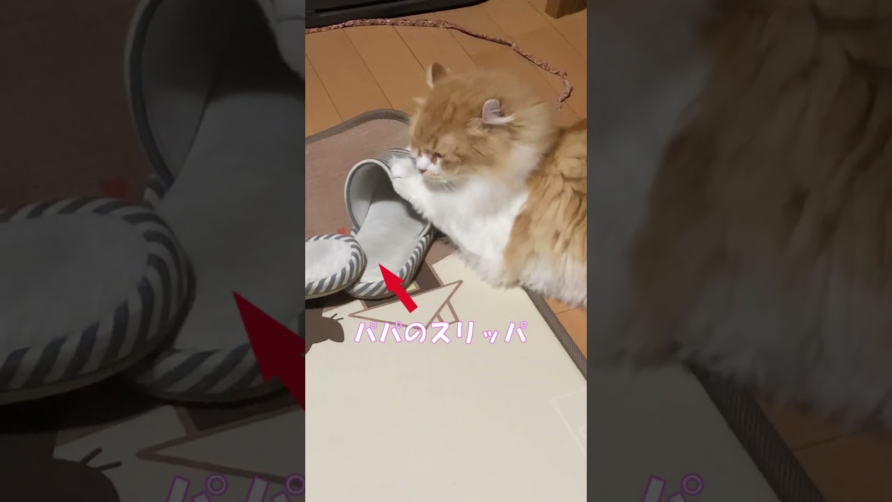 パパの匂いが大好きな猫 #shorts  #猫 #アメリカンカール #cat