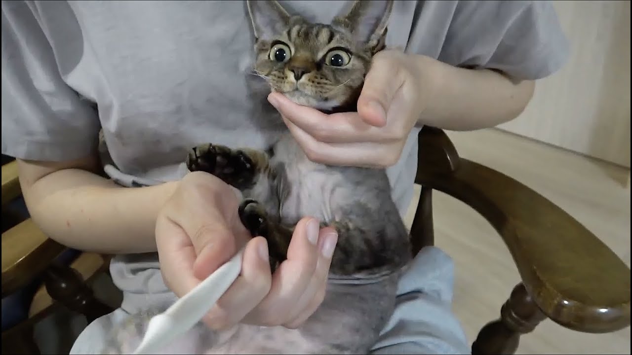 デボンレックス子猫の初めての歯磨き(Brushing teeth of Devon Rex kitten for the first time)