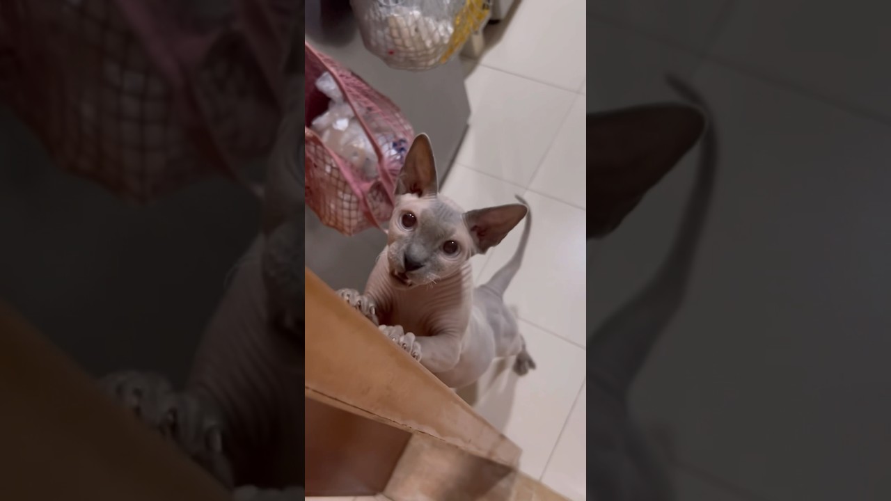 甘えて鳴く毛のない猫【スフィンクス猫】