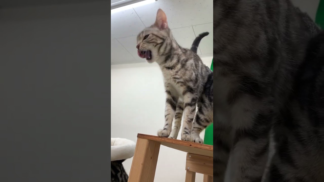 ぺろぺろ #アメリカンショートヘア #マンチカン #チュール #おやつ #猫 #ねこかわいい #猫好きさんと繋がりたい #ねこ動画 #猫のいる暮らし #cat ペットモデル大募集 #shorts