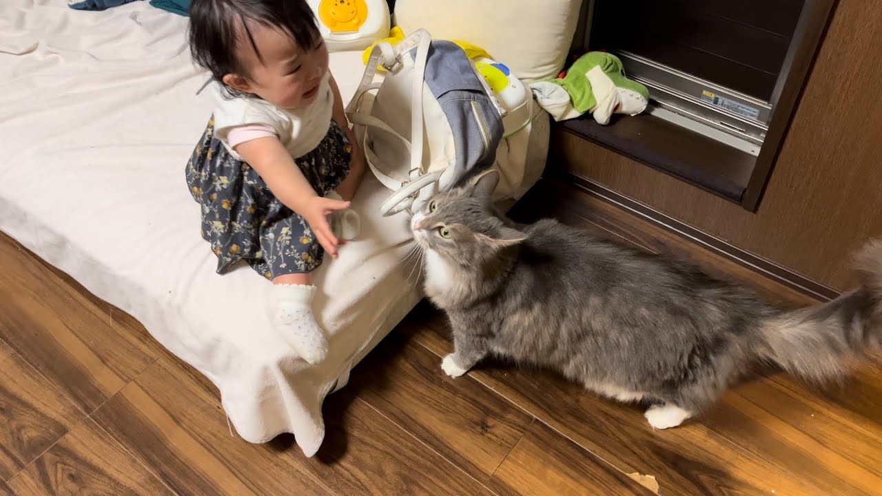 寝起きで機嫌が悪い赤ちゃんにも再会の挨拶をする猫　ノルウェージャンフォレストキャット　A cat worriedly approaching a crying baby