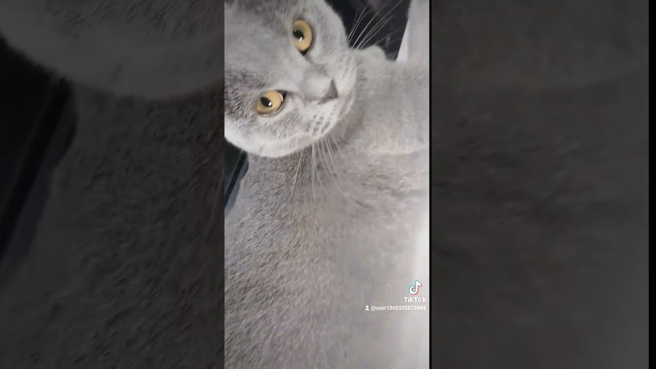 tiktokの流行には冷たい態度の猫のシャルトリュー