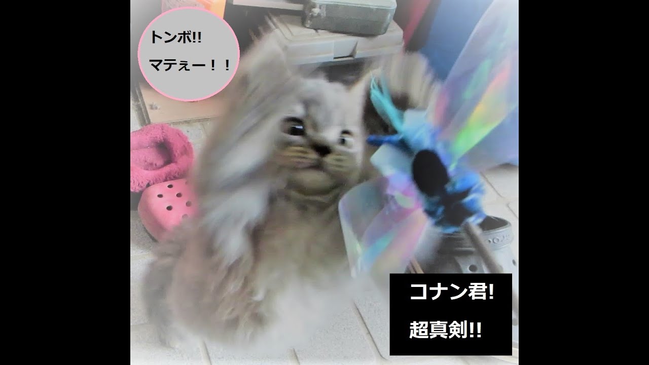 「スコティッシュフォールド」コナン君ソロ(まるでぬいぐるみ)初めてのトンボ体験!
