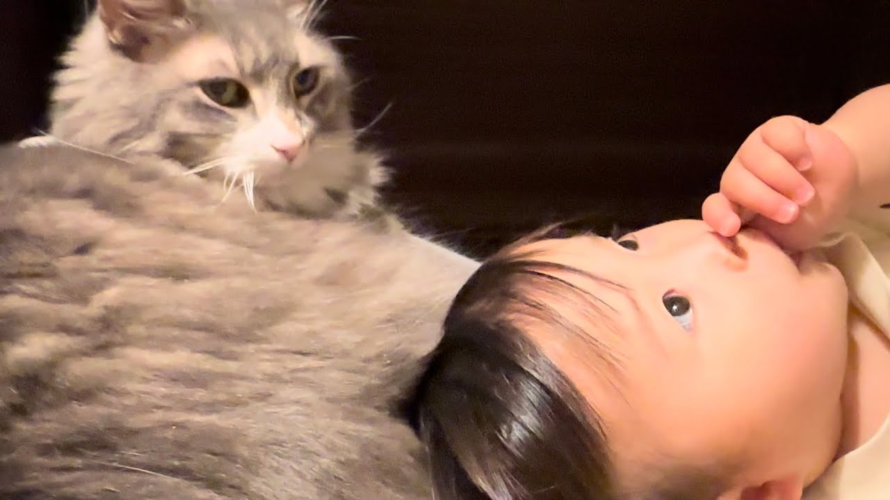 赤ちゃんから名前呼び練習をされる猫　ノルウェージャンフォレストキャット　ラガマフィンA cat whose name is called by a baby.