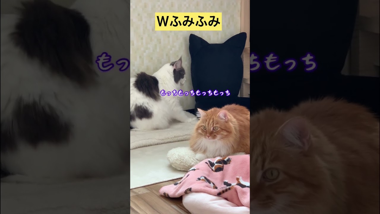 ダブルふみふみ【メインクーン】 #メインクーン #猫カフェ #かわいい猫