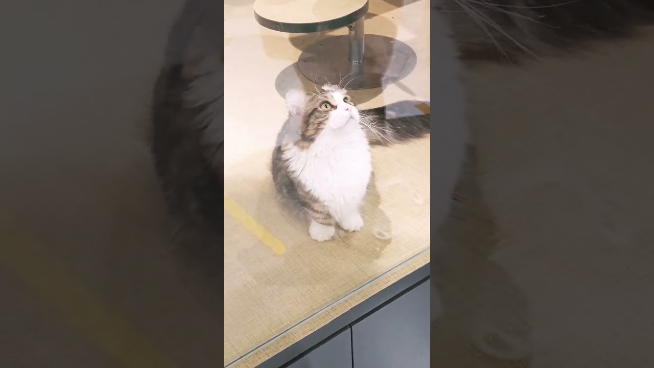 Kinkalow Cat From Japan Looks So Cute and Active #short #cat