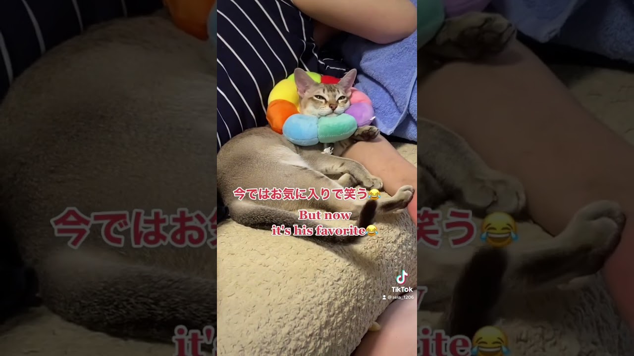 【シンガプーラ】エリザベスカラーを付けった結果？こうなりました #animals  #singapura #cat #pets