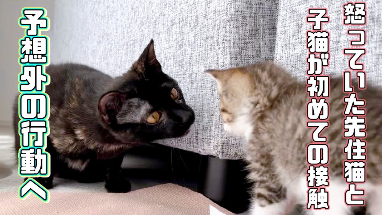 【保護猫】威嚇していた先住猫が子猫に予想外の行動、先住猫と犬が子猫と初接触しました