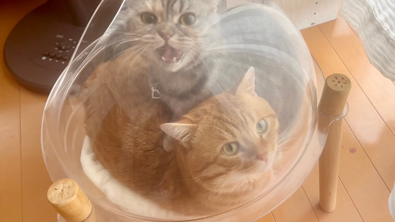 ねぇねの部屋に泊まり込みで看病してくれたドクターマンチカン先生とナースのぎんさん