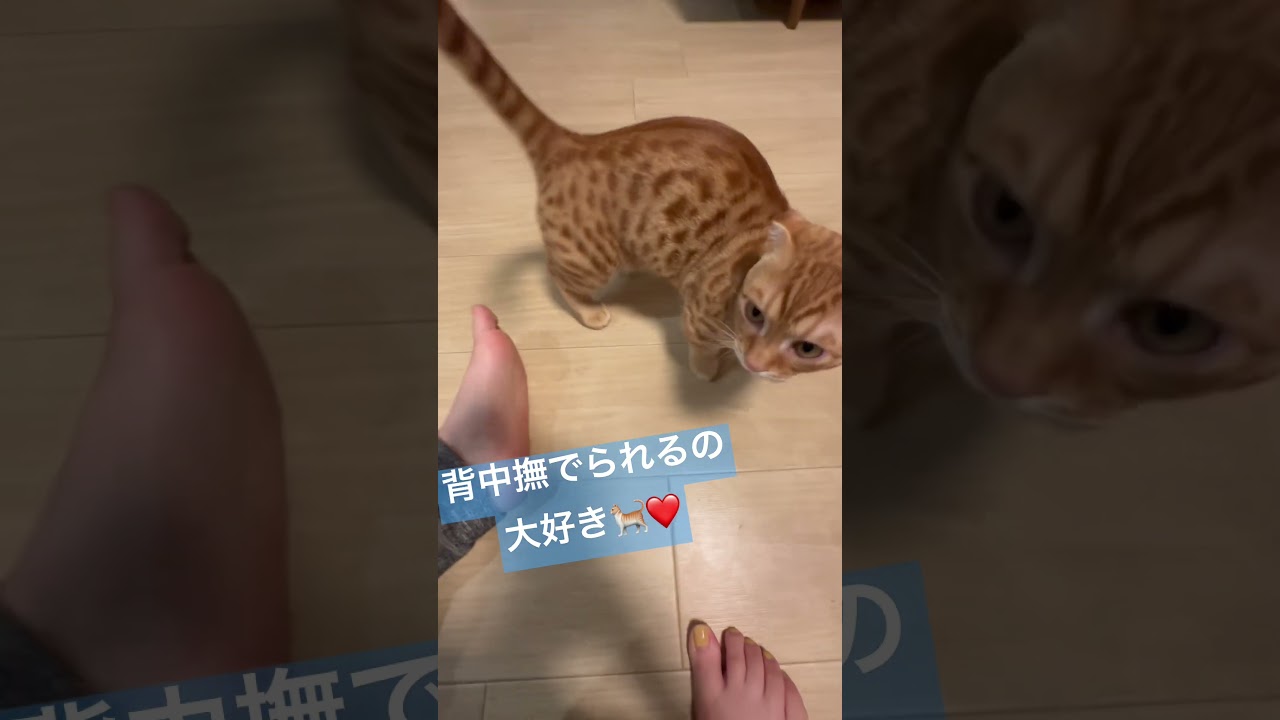 背中撫でて〜 #キンカロー #子猫 #cat #猫 #猫のいる暮らし #catlover #고양이 #catlovers #catvideo #catvideos